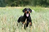 DOBERMANN 1269